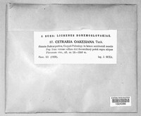 Cetraria oakesiana image